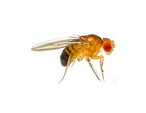 Fly Pest Control Cape Town | Residential & Commercial Extermination