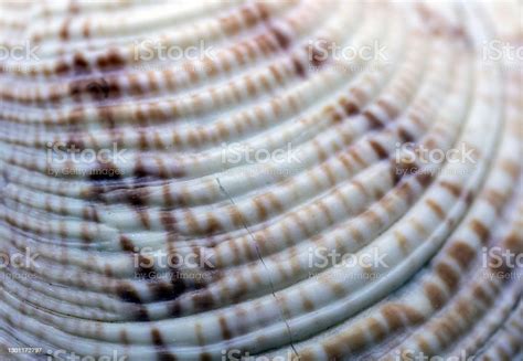 Image result for Calm Shell