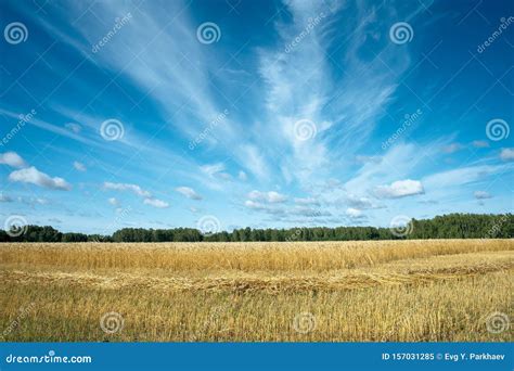 ç”Ÿçš„è¥¿å…°èŠ±å ·å¿ƒè œã€‚é»‘èƒŒæ™¯ä¸‹é ’èŠ±è œè œ 库存图片 - 图片 包括有 火光, 绿色: 157031285