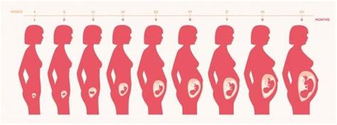 怀孕四个月意外胎停，这绝对不是意外！|染色体|胎停|怀孕|-健康界