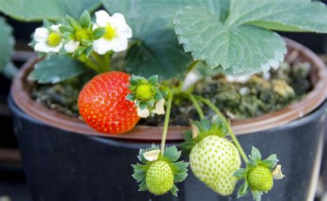教你如何阳台盆栽草莓！好吃又健康！ - 临沂英农农业