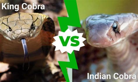 King Cobra vs Indian Cobra: Find out the differences in size, venom ...