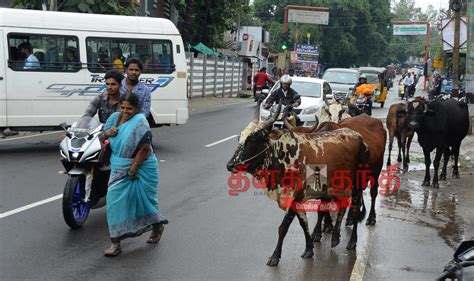 Roaming cattle obstructing traffic | போக்குவரத்துக்கு இடையூறாக ...