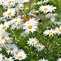 Image result for Bunnies and Daisies