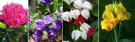 Flowering Plants | Della Luxury Projects & Products