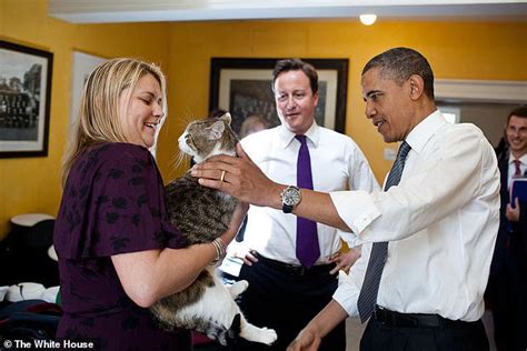 Larry the cat celebrates 15 years! Chief mouser, 19, marks another year ...
