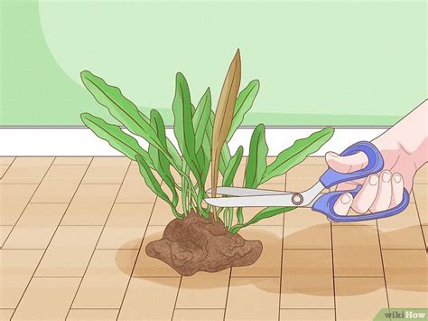 Image result for How to Glue Java Fern to Rocks