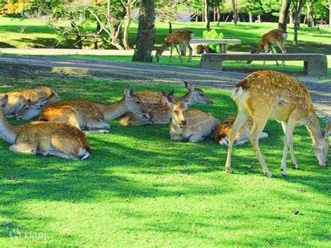 Kyoto Nara Arashiyama Day Tour | Feed the deer in Nara Park • Fushimi ...