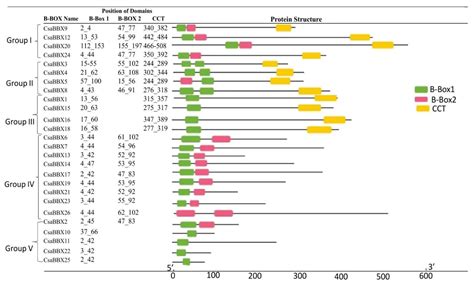 Genome-Wide Identification of the B-Box Gene Family and Expression ...