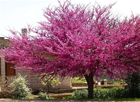 Rishika Plant House-Redbud Merlot Flower Cercis Canadensis Plant Unique ...