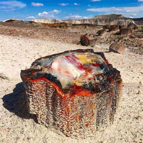 Opalized Petrified Wood – Geology In