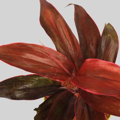 Cordyline Mambo Pot Plant – Santhi Online Plants