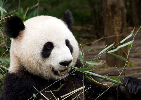 https://cdn.audleytravel.com/1050/749/79/1019796-giant-panda.jpg