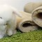 Image result for 1 Week Old Baby Rabbit