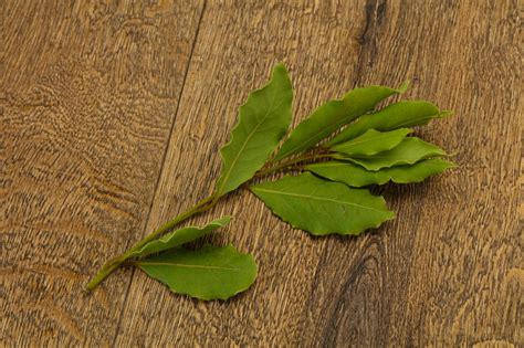 Feuilles de laurier : Bienfaits et Utilisations - Information hospitalière : Lexique et ...