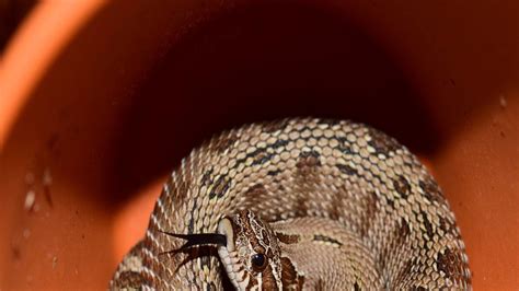 दिलचस्प है छोटे से सांप का 'रक्षा कवच', बदबू छोड़-छोड़कर भगा देता है ...