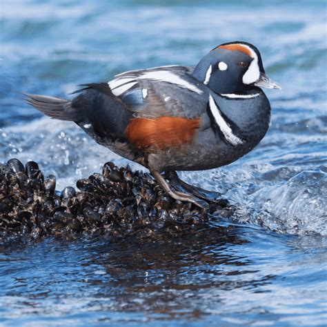 A Comprehensive List Of Duck Types In 2026 | Close To Nature