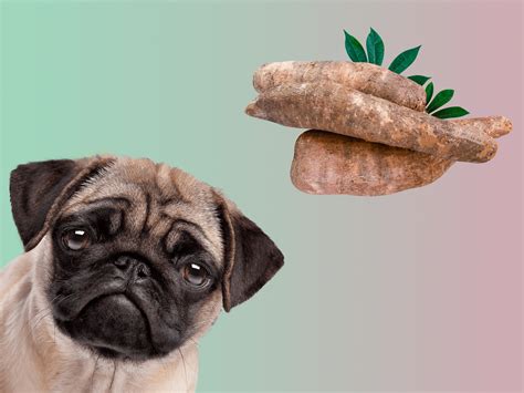 Can Dogs Eat Cassava