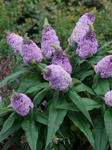 Butterfly Bush Varieties at Jordan Biddle blog