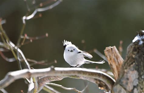 Birds in Snow! - BirdLife International