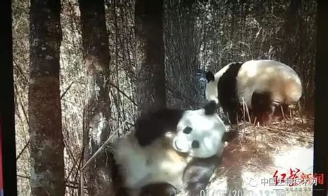 大熊猫小种群面临高度灭绝风险 九顶山只剩35只_腾讯新闻