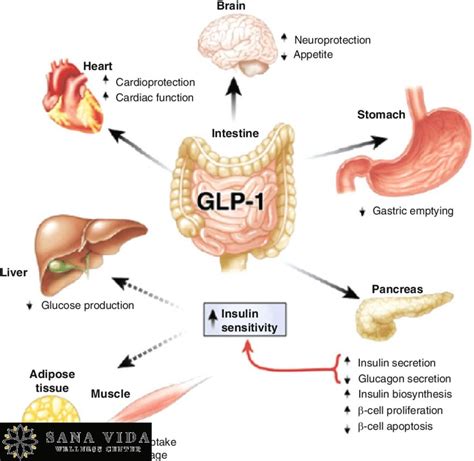 glp 1 drugs for weight loss