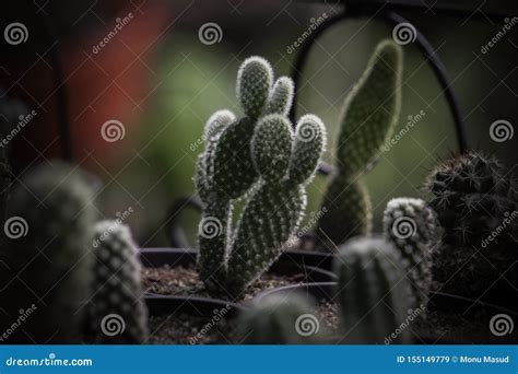 Beautiful Cactus Growing in the Garden Stock Image - Image of beautiful ...