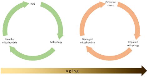 Mitophagy and Oxidative Stress: The Role of Aging