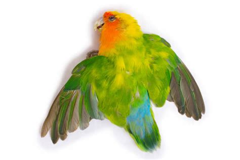 Sick Parakeet 的图像结果