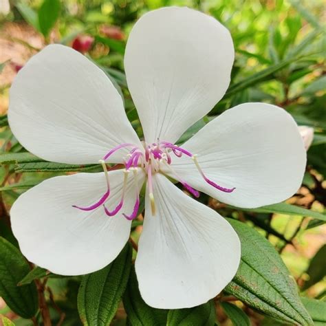 White Melastoma Plant – Garden Mithra