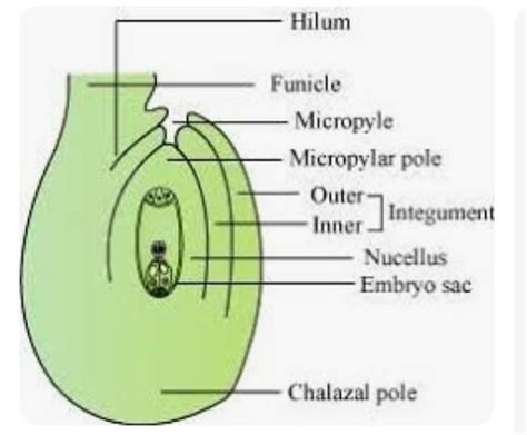 draw labelled diagram of typical ovule ? - Brainly.in
