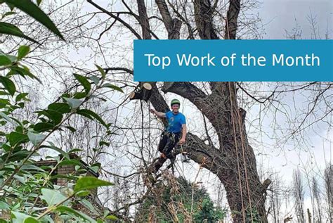 Image result for Commando Tree