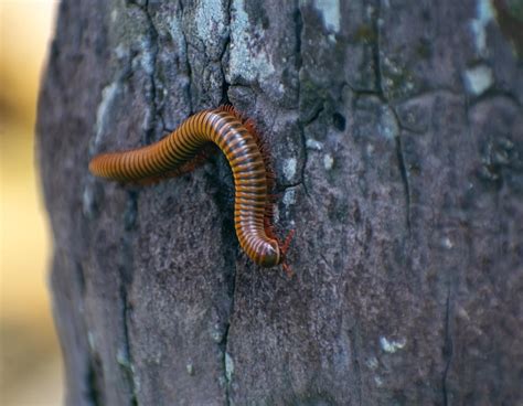 Are Millipedes Poisonous to Dogs? Understanding the Risks - DogCareLife