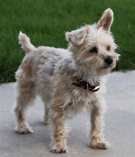 Lola, Schnilky (Miniature Schnauzer/Silky Terrier). | Australian silky ...
