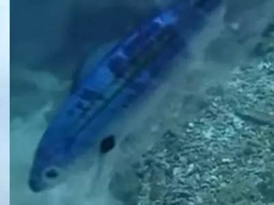 Helpless Fish Stuck In Plastic Bag, Waiting To Die, Proves We Are ...