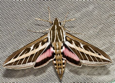 Hyles Lineata Wildlife.net Hummingbird Moth (Hyles Lineata): This
