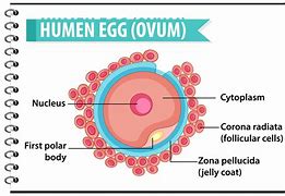 ovum 的图像结果