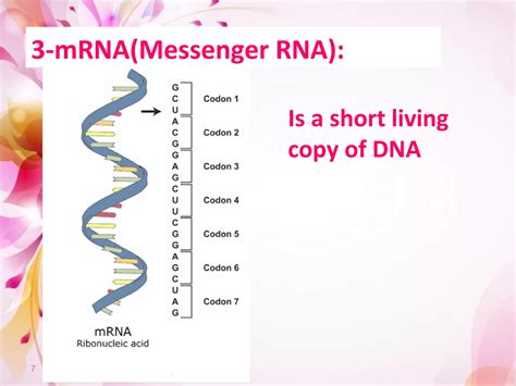 DNA Translation Basic 的图像结果