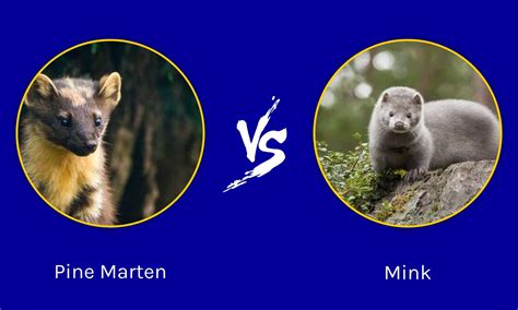 Pine Marten vs Mink: What's the Difference? - A-Z Animals