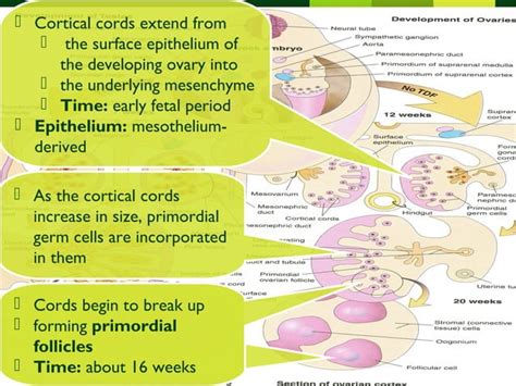 Image result for Female Human Body Development