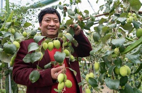 农林部门“神助攻” 农业新品种让金东农民赚得盆满钵满-金华频道