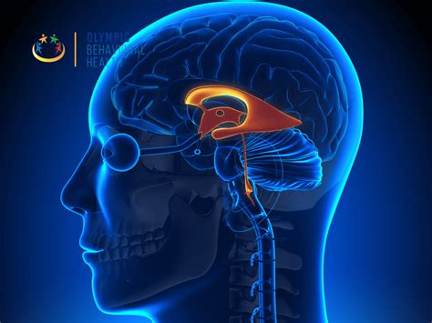 Image result for Amygdala Example