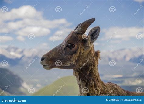 Portrait of a Bighorn Sheep in the Wild Life As is. Female Wild Ram in ...