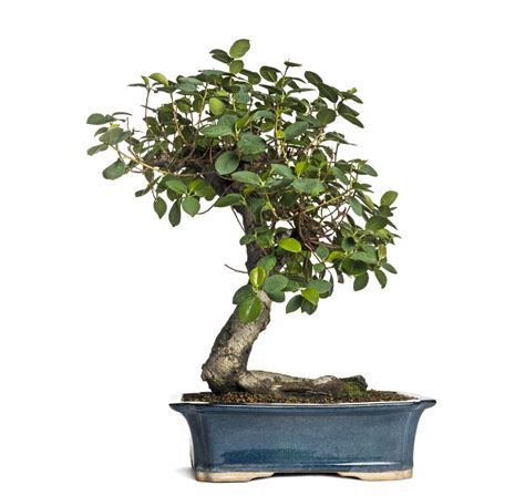 Bonsai Varieties Pictures at Evelyn Gentle blog