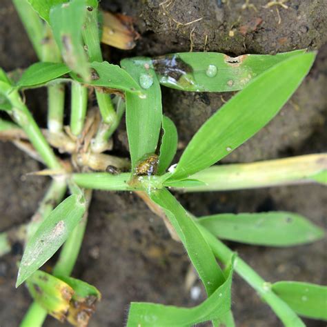 How To Eliminate Crabgrass In The Spring - And Stop It For Good!
