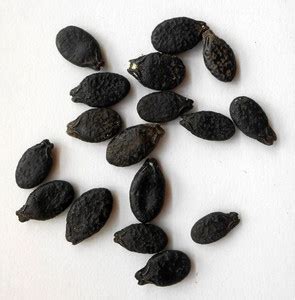 DIAMONDS Ridge Gourd ( Tori ) Hybrid Best Quality Seed Price in India ...