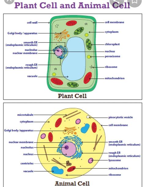 plant cell and animal cell diagram - Brainly.in
