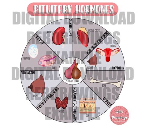 Image result for Endocrine System Drawing