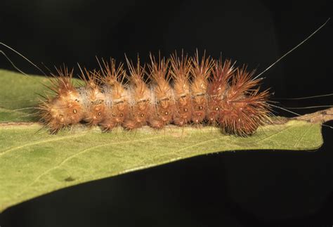 A Fondness for Caterpillars – Roads End Naturalist