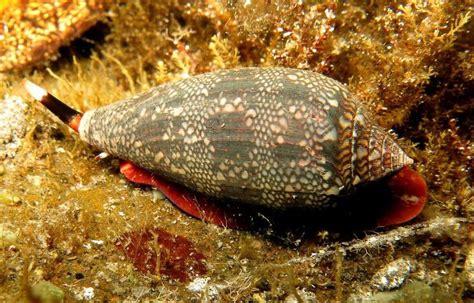 Image result for Conus Textile Shell